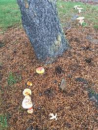 Amanita muscaria image