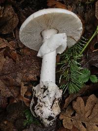 Amanita phalloides image