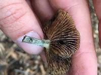 Psilocybe cyanescens image