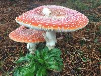 Amanita muscaria image