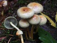 Hypholoma capnoides image