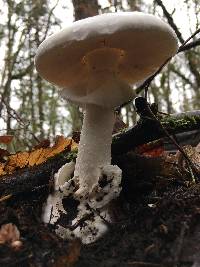 Amanita phalloides image
