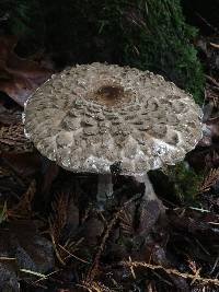 Chlorophyllum olivieri image