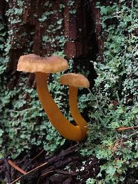 Craterellus tubaeformis image