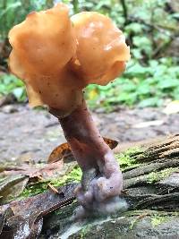 Gyromitra infula image