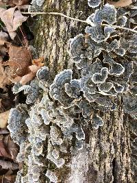 Trametes versicolor image