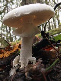 Amanita phalloides image