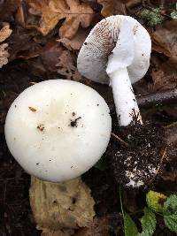 Amanita phalloides image