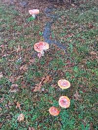 Amanita muscaria image