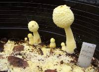 Leucocoprinus birnbaumii image