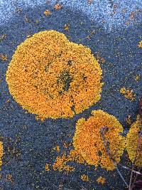 Xanthoria elegans image