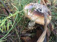 Amanita pantherina image