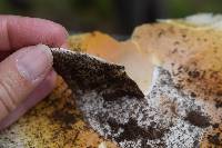 Amanita calyptroderma image