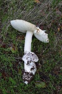 Amanita calyptroderma image