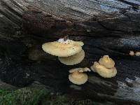 Crepidotus mollis image