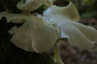 Pleurotus ostreatus image