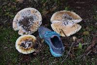 Amanita calyptroderma image