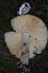 Amanita calyptroderma image