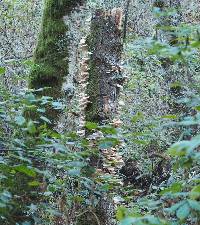 Pleurotus ostreatus image