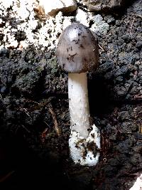 Amanita vaginata image