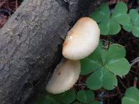 Crepidotus mollis image