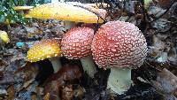 Amanita muscaria image