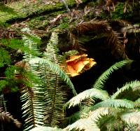 Laetiporus conifericola image