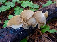 Crepidotus mollis image