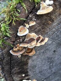 Trametes versicolor image