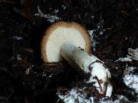 Leucopaxillus gentianeus image