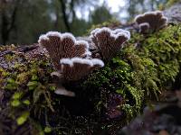 Schizophyllum commune image