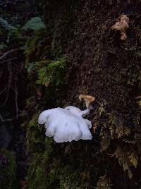 Pleurotus ostreatus image