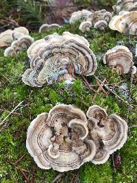 Trametes versicolor image