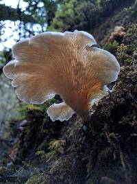 Pleurotus ostreatus image