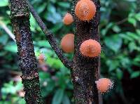 Cookeina tricholoma image