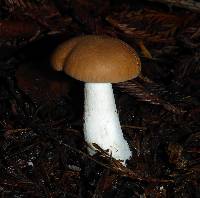 Leucopaxillus gentianeus image