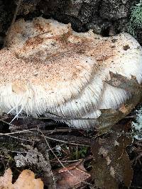 Hericium erinaceus image