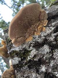 Trametes versicolor image