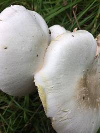 Agaricus xanthodermus image