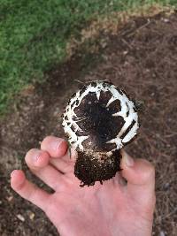 Chlorophyllum brunneum image