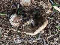 Chlorophyllum brunneum image