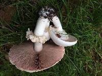 Agaricus xanthodermus image