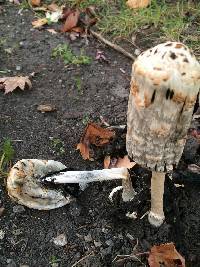 Coprinus comatus image
