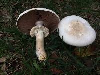 Agaricus xanthodermus image