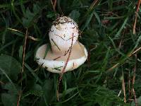 Suillus pungens image