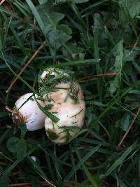 Suillus pungens image