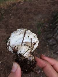 Chlorophyllum brunneum image