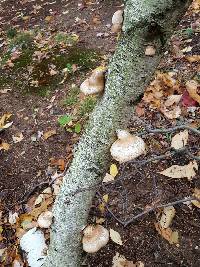 Piptoporus betulinus image