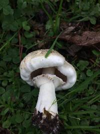 Agaricus californicus image