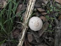 Agaricus arvensis image